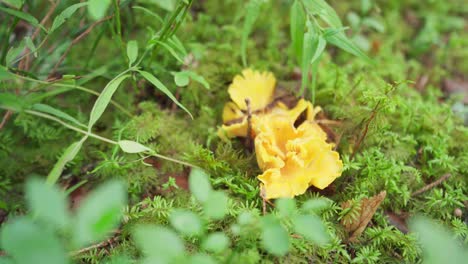 yellow edible mushroom in the forest ground