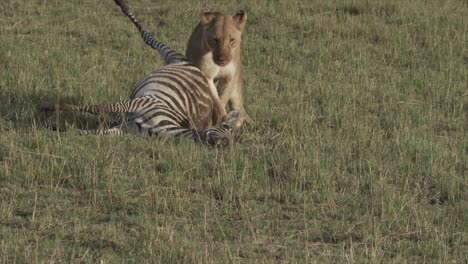 lioness with zebra it had killed in masai mara, kenya, africa