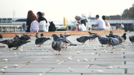 pigeons feeding on a city waterfront