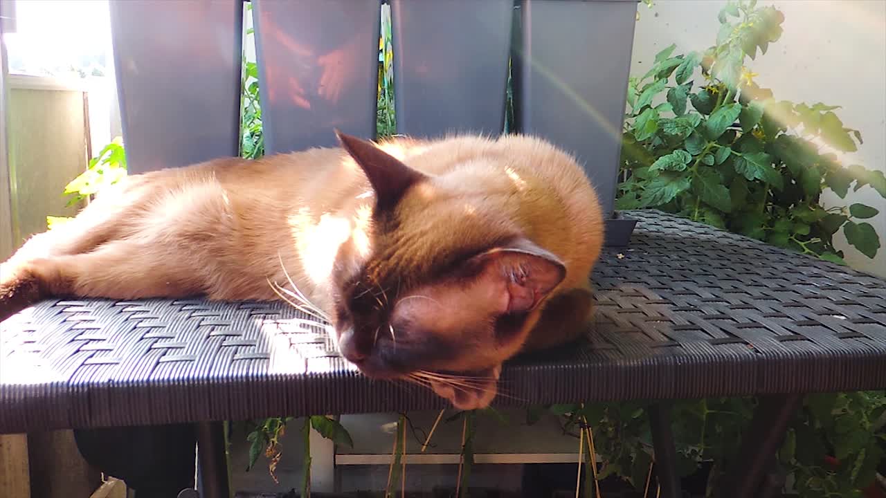 초콜릿 버마 고양이가 발코니의 테이블에서 자고 있습니다 - 핸드헬드 스테디 샷