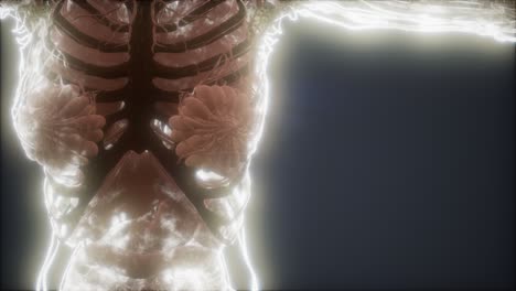 animación colorida del cuerpo humano que muestra huesos y órganos