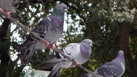 palomas posadas en un alambre