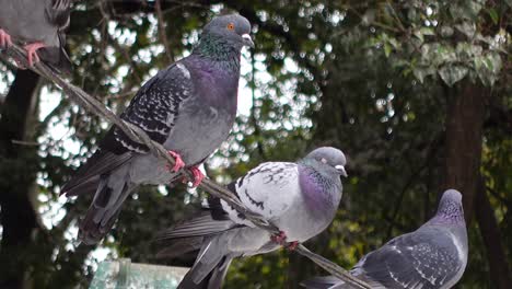 pigeons perched on a wire