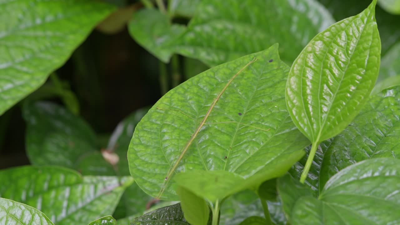 un insecto palo que descansa en una hoja ancha mientras se mueve con el viento en el bosque, tailandia