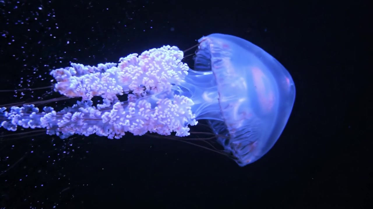 深海を巡る魅惑の旅：暗い水中で神秘的な美しさと優雅な動きを見せる、2つのフレームに捉えられた幻想的なクラゲの姿。