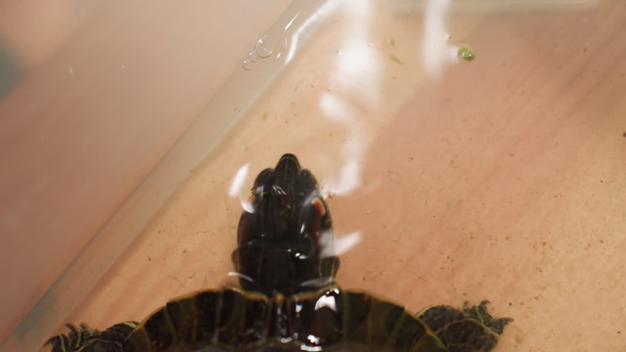 Close up tortoise lifting head inside container reaching toward floating feed pellet in water, showcasing reptile feeding behavior with detailed focus on natural movement