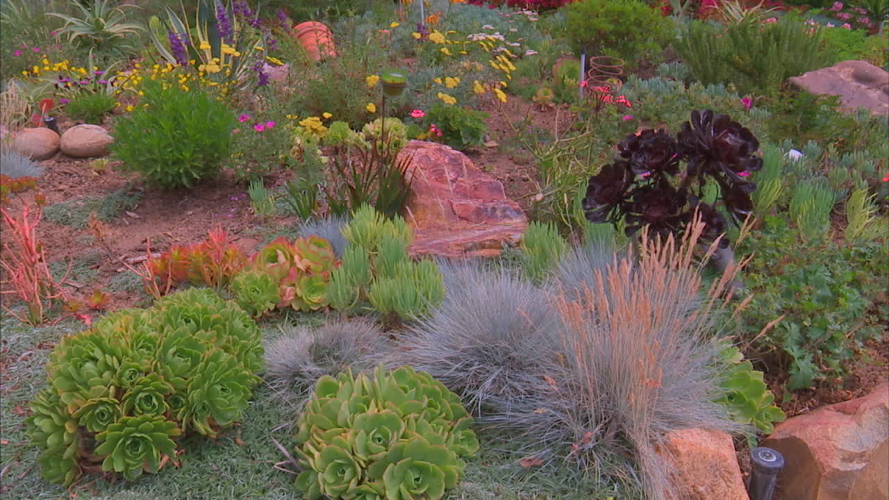 캘리포니아 주민들은 가뭄 동안 마당에 가뭄에 강한 식물을 심도록 요청받습니다.