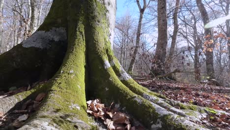 root collar of a beech tree