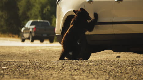 Cachorro-De-Oso-Perdido-Deambulando-Por-Autos-En-La-Autopista-De-California