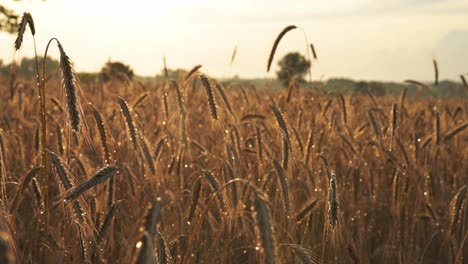 feuchte aufnahme der roggenweizenernte in einer ökologischen feldplantage am sonnenuntergang