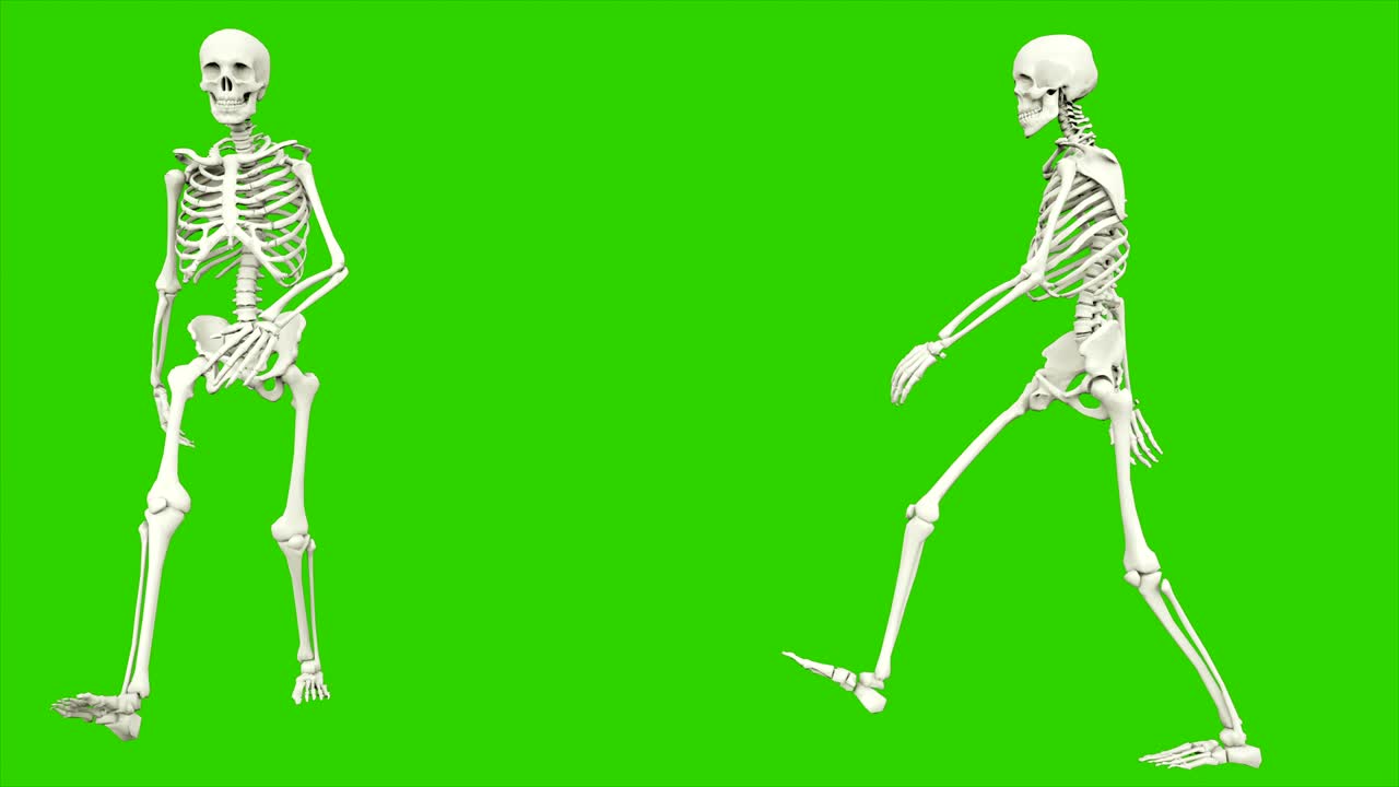 cammino dello scheletro. animazione a loop senza soluzione di continuità sullo schermo verde.