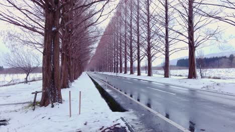 empty tree-lined winter road, shiga, japan 4k