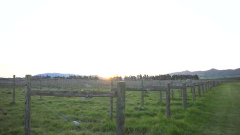 puesta de sol de hierba verde y viñedo con viento