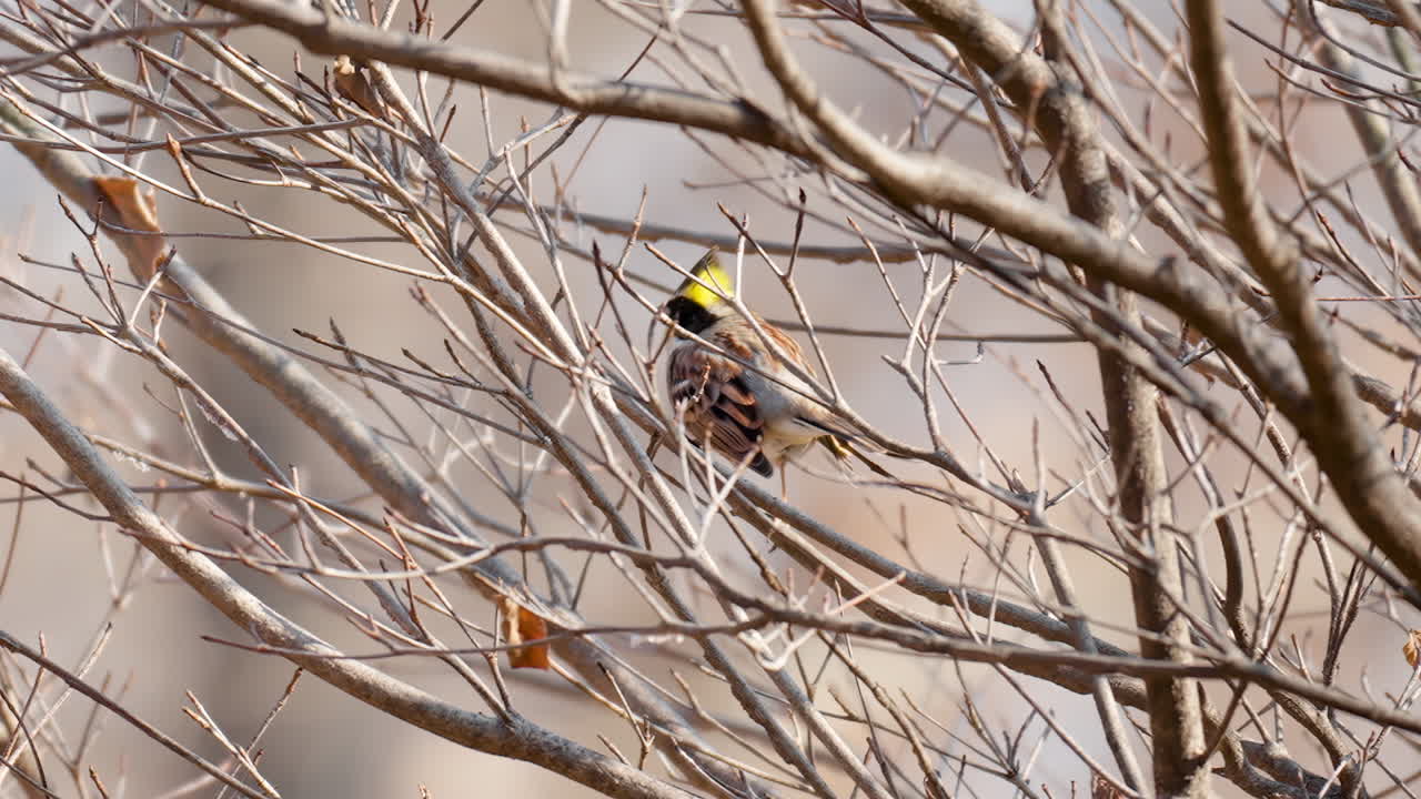 잎이 없는 나뭇가지에 쉬고 있는 노란 목 멧새