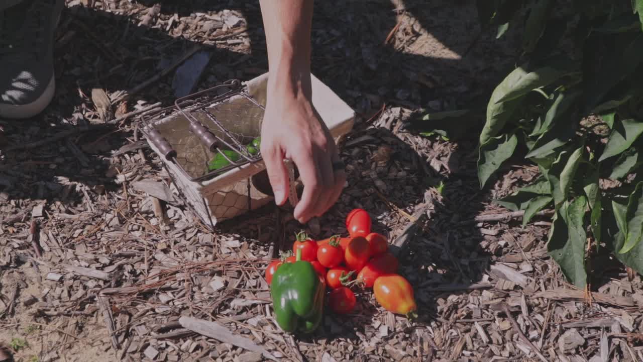 recolectar frutas y verduras de la cosecha y ponerlas en una canasta al sol