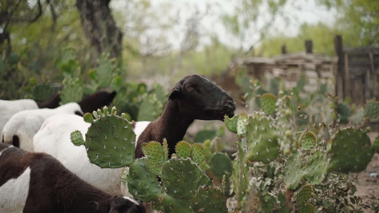 cabras comiendo nopales en el norte de méxico, plano medio-1