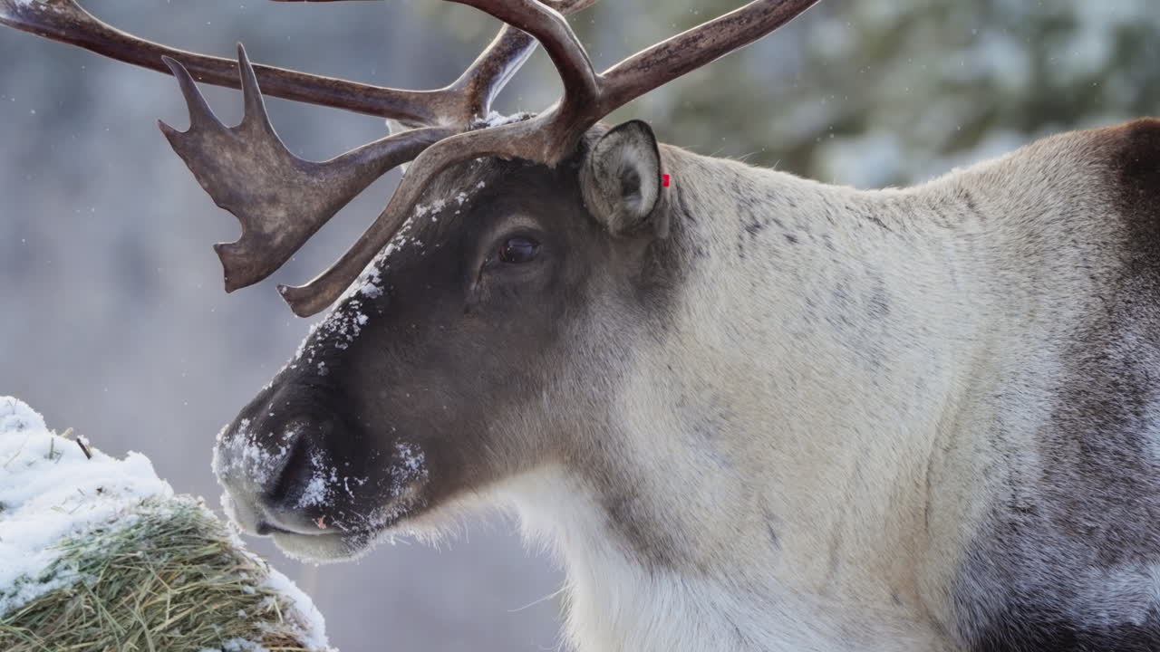A stunning close-up reveals a beautiful woodland caribou with large antlers and a red ear tag, braving the snowfall in Yukon, Canada’s harsh winter environment.