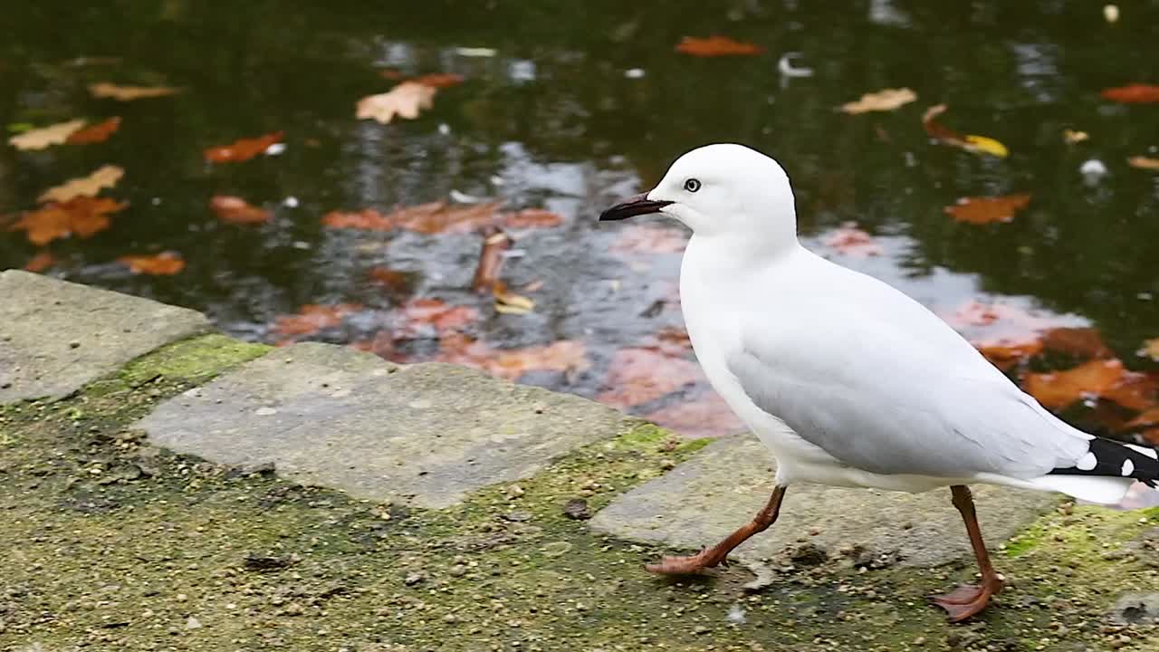 Un gabbiano dalla becca rossa cammina su un sentiero di pietra accanto a un laghetto con foglie autunnali