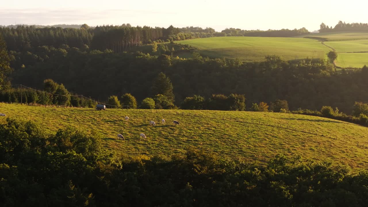 Paisaje rural verde con ovejas.