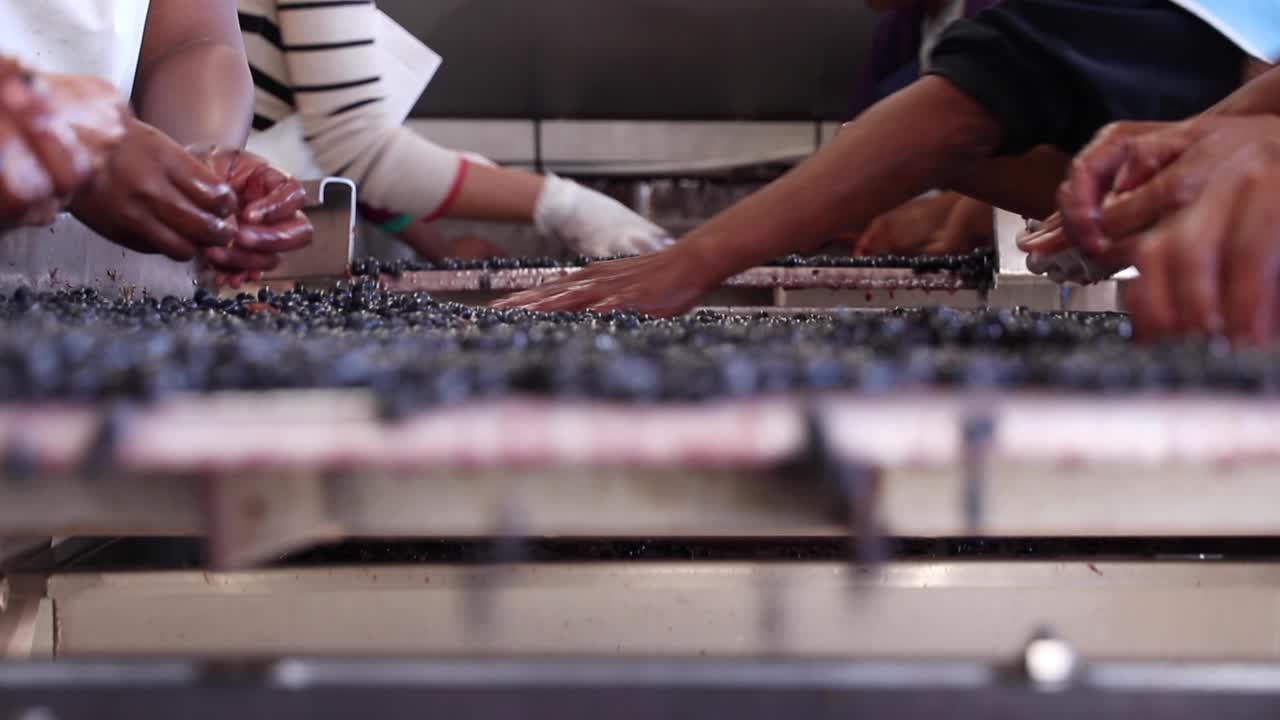 Grape sorting table on wine estate