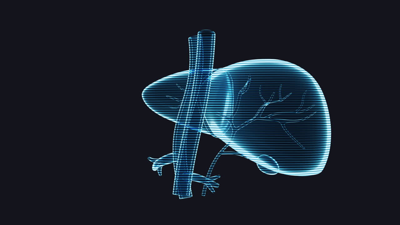 Loop rotation of liver organ with holographic effect, 3d rendering.