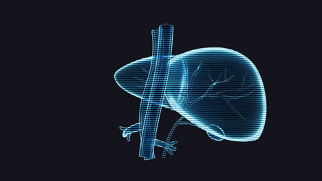 loop rotation of liver organ with holographic effect, 3d rendering.