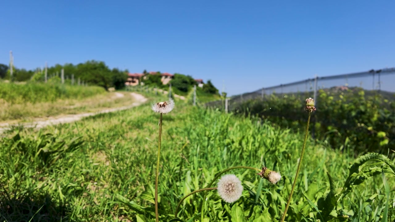 Dandelion Seed Heads Blowing in the Wind in a Sunny Green Field