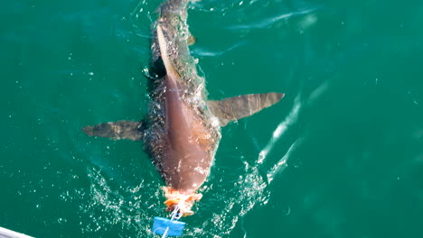 bronze whaler shark lured in to the shark cage with bait for tourists to view