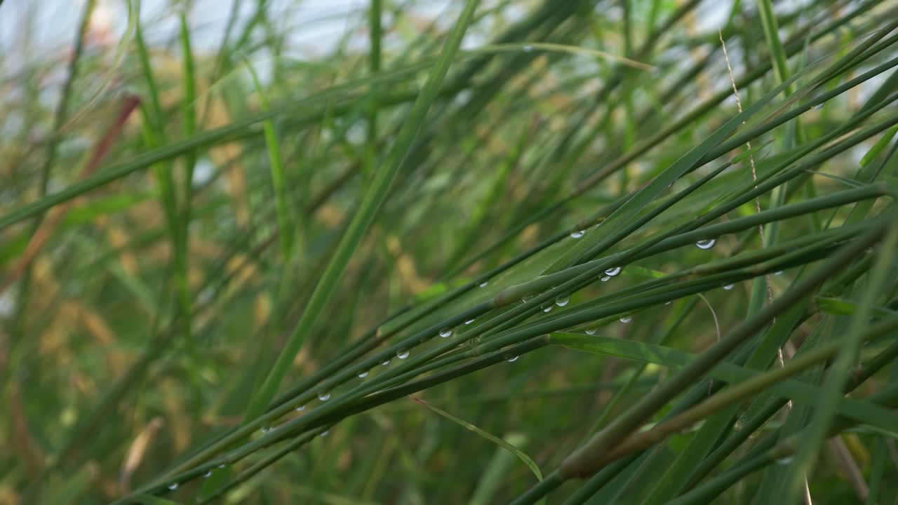 잔디 잎에 있는 4k 몇 방울의 물