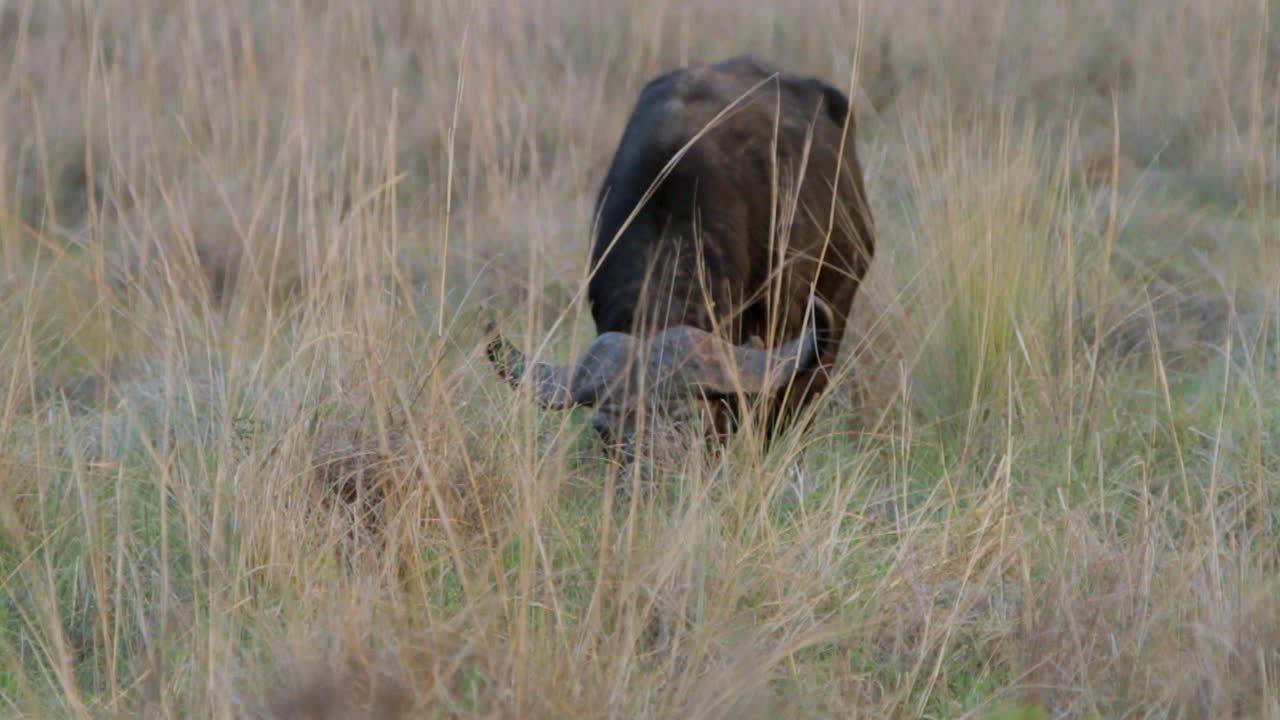 Bufalo africano che pascola nell'erba nel caldo pomeridiano in Sudafrica