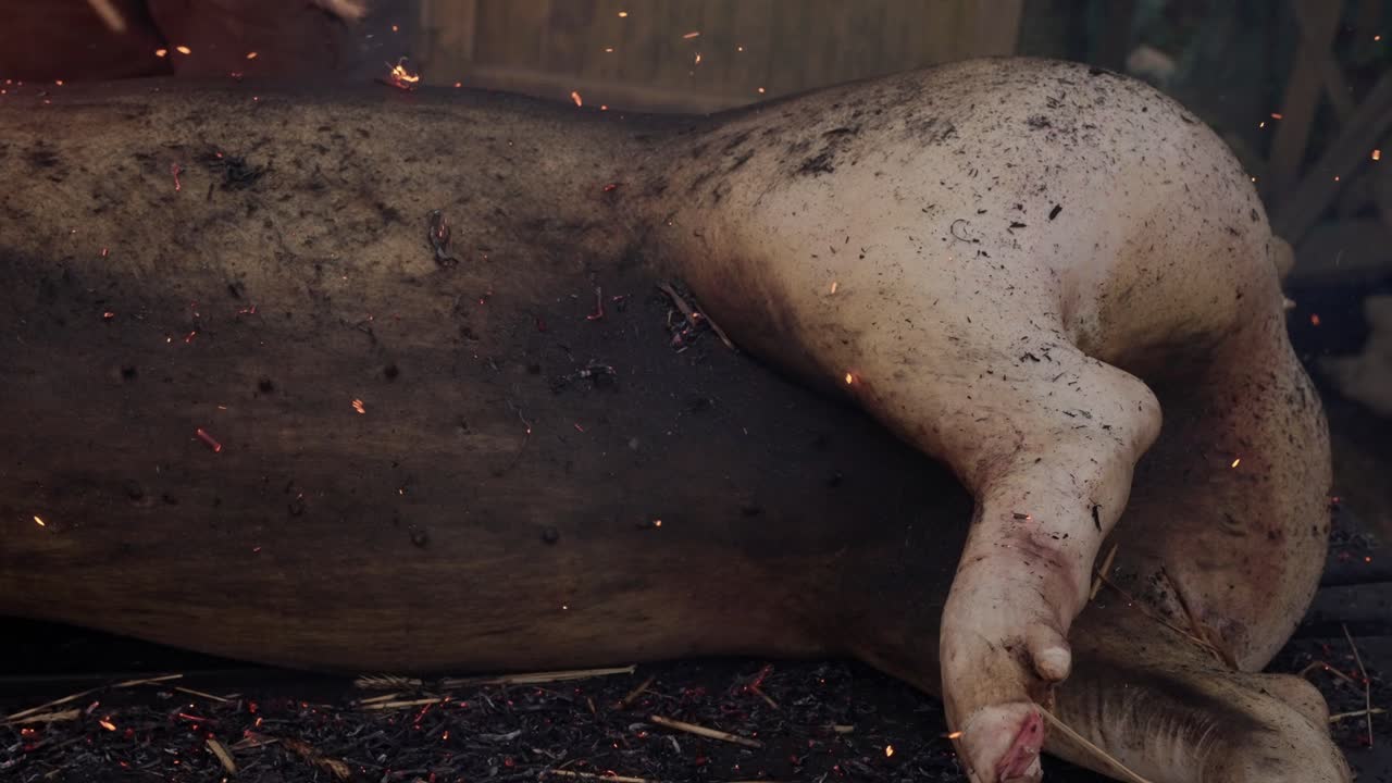 Burnt pig with embers and ashes after straw fire in north Portugal butchering