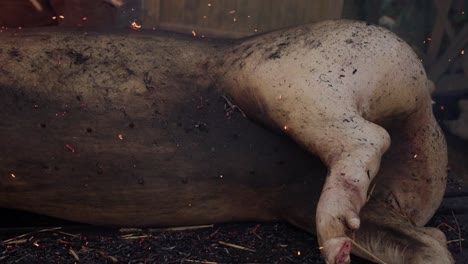 burnt pig with embers and ashes after straw fire in north portugal butchering