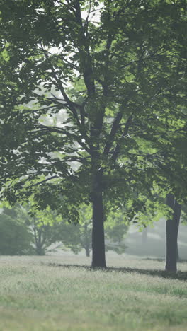 misty forest scene with trees and sunshine