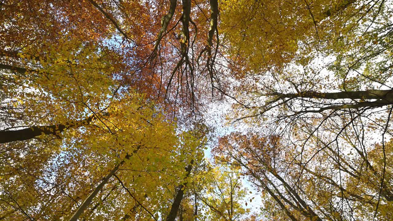 Autumn forest canopy from below