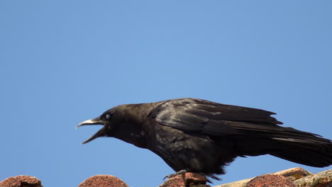 Jungle-Crow-,-Sitting-On-Ceramic-Roof-Against-Blue-Sky