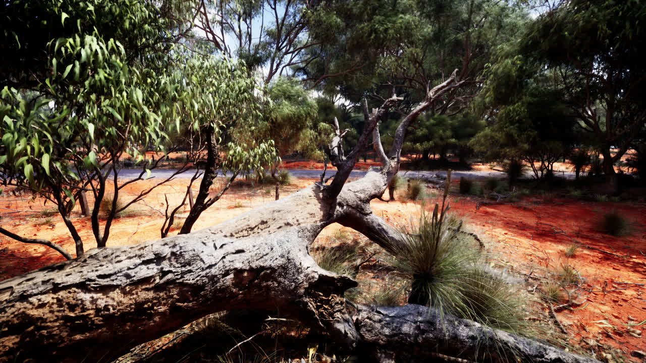 matorral australiano con tronco caído