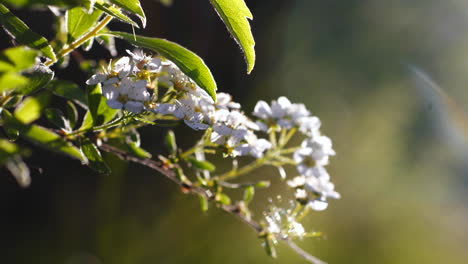 Schöne-Weiße-Blumen-Mit-Hintergrundbeleuchtung-Durch-Natürlichen-Sommersonnenuntergang