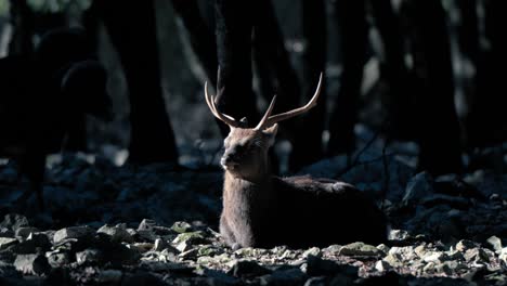 slow motion shot of a red deer stag lying down in the sunlight in a forest