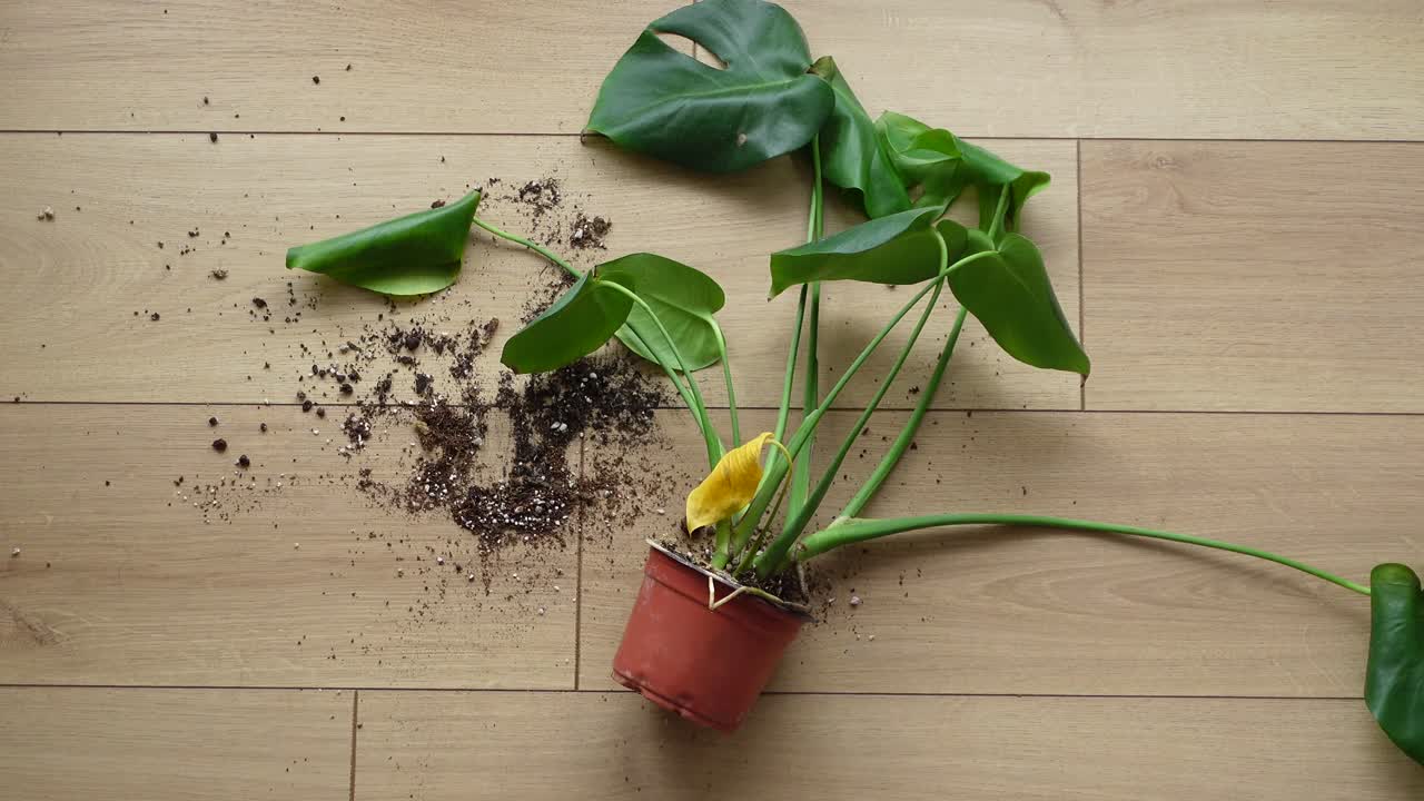 Planta Monstera enferma con tierra derramada sobre un suelo de madera