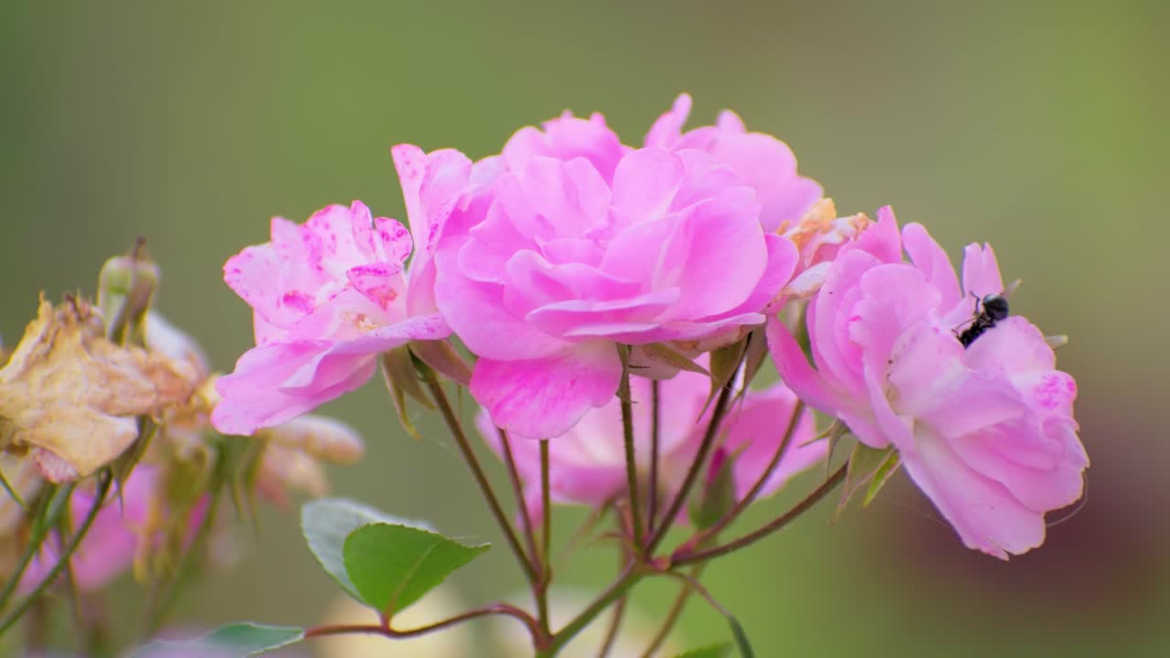 wasp on pink flower Beautiful pink peony background flower outdoor, wasp, closeup