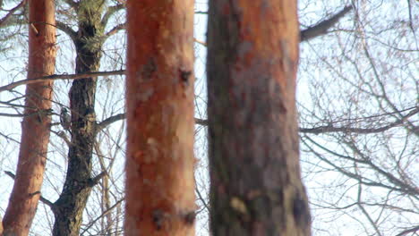 Forest-bird.-Bird-on-tree.-Bird-knocking-on-tree.-Little-bird-on-pine-tree