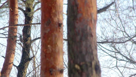 pájaro del bosque. pájaro en el árbol. pájaro tocando en el árbol. pájaro pequeño en el pino
