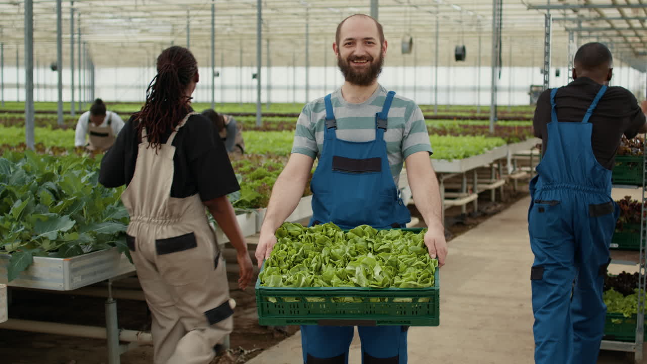 Farmers Harvesting Lettuce in Greenhouse