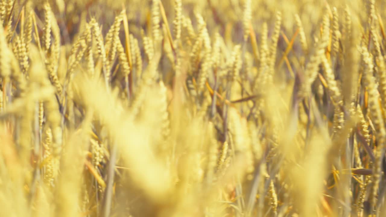 Bathed in golden light, this vast wheat field promises abundance. A serene snapshot of nature's bounty and the essence of wholesome growth.