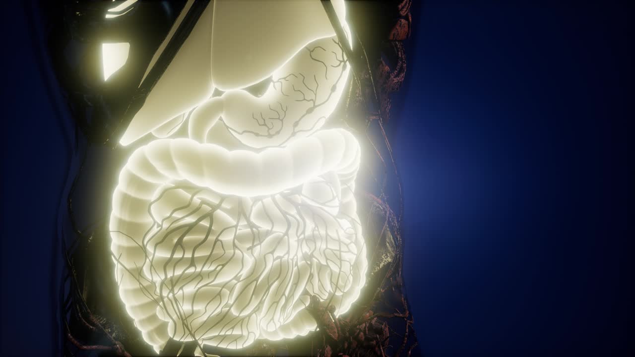 cuerpo humano con sistema digestivo visible