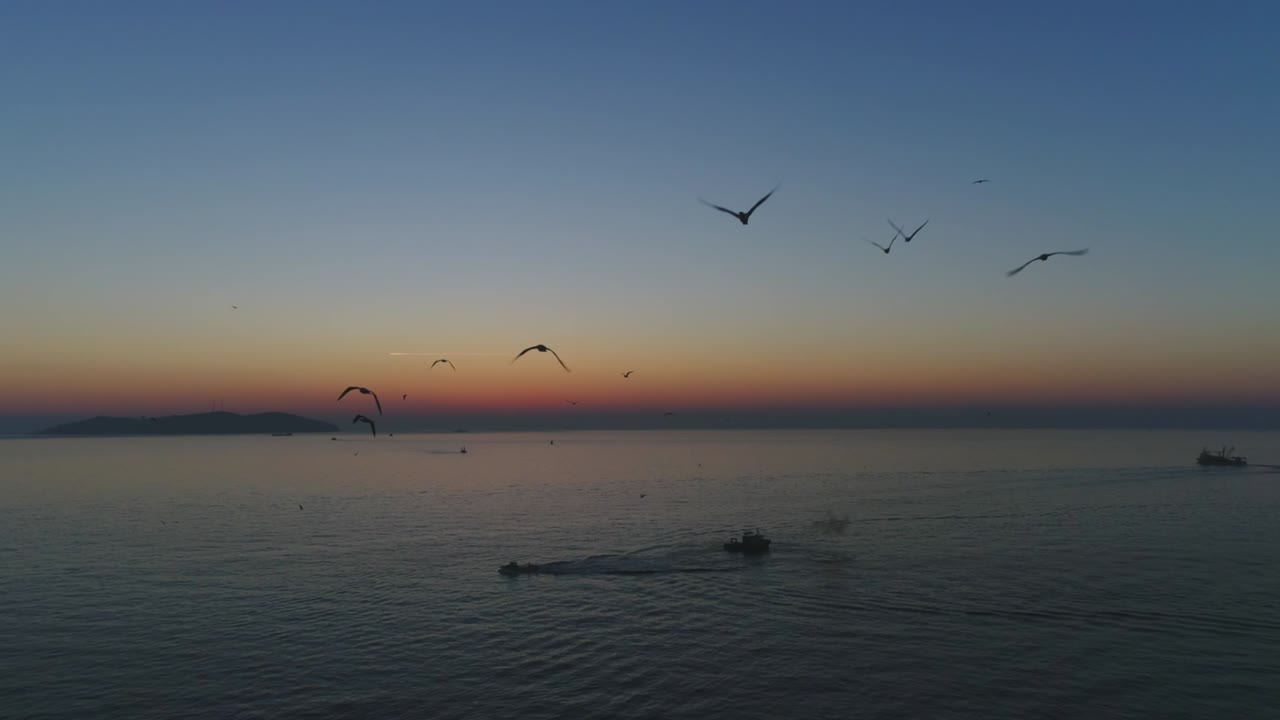 해가 지면 날아다니는 바다표범