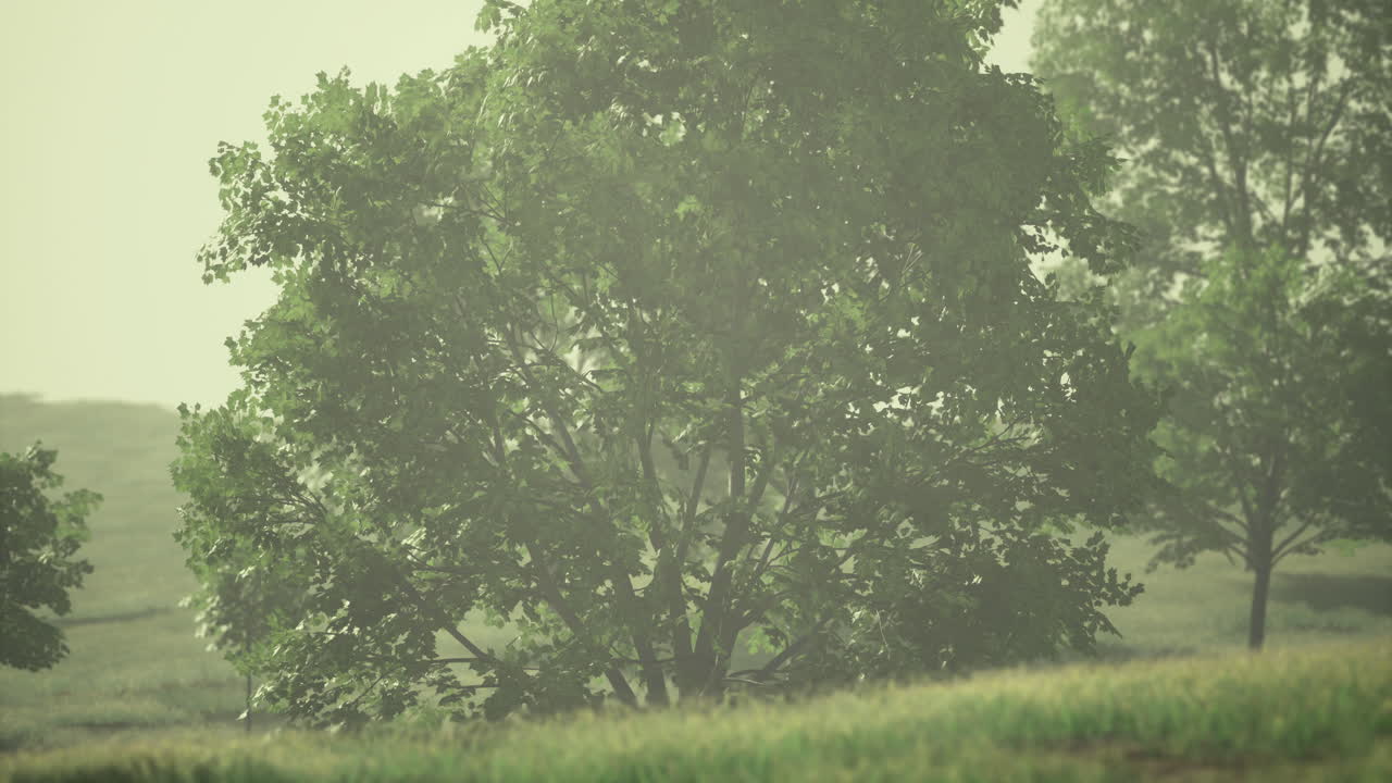Lush green landscape with trees surrounded by mist during early morning
