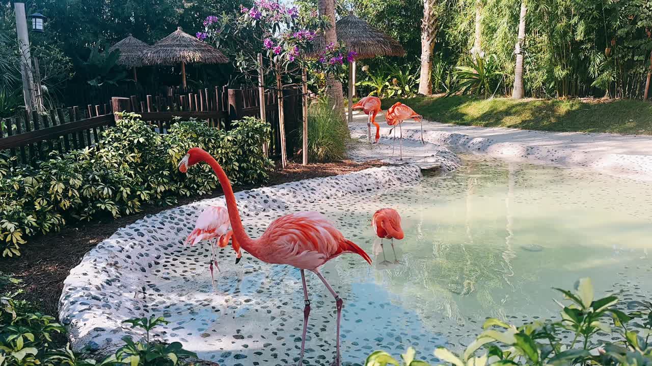 열대 환경 에서 분홍색 플라밍고