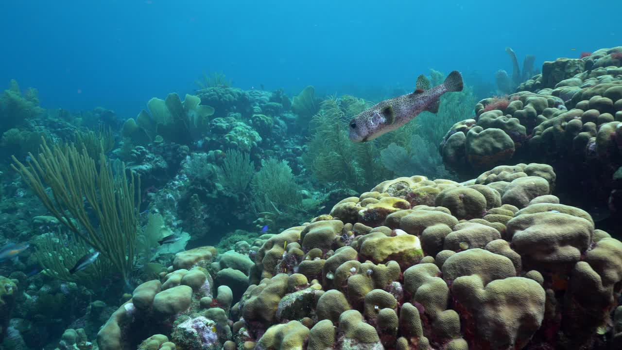 Large porcupinefish hovers above a vibrant Caribbean reef of rainbow corals and sea fans, while a few vivid tropical fish dart through sunlit currents