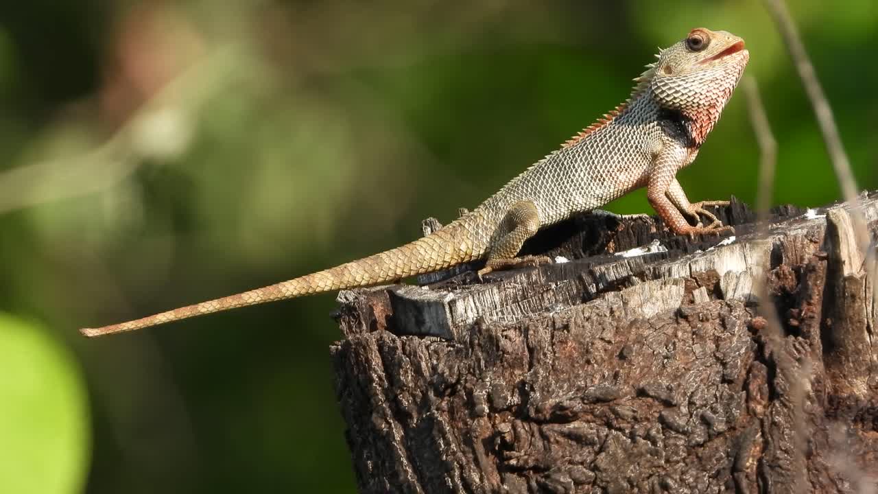 기도를 기다리는 도마뱀 uhd mp4 4k 비디오